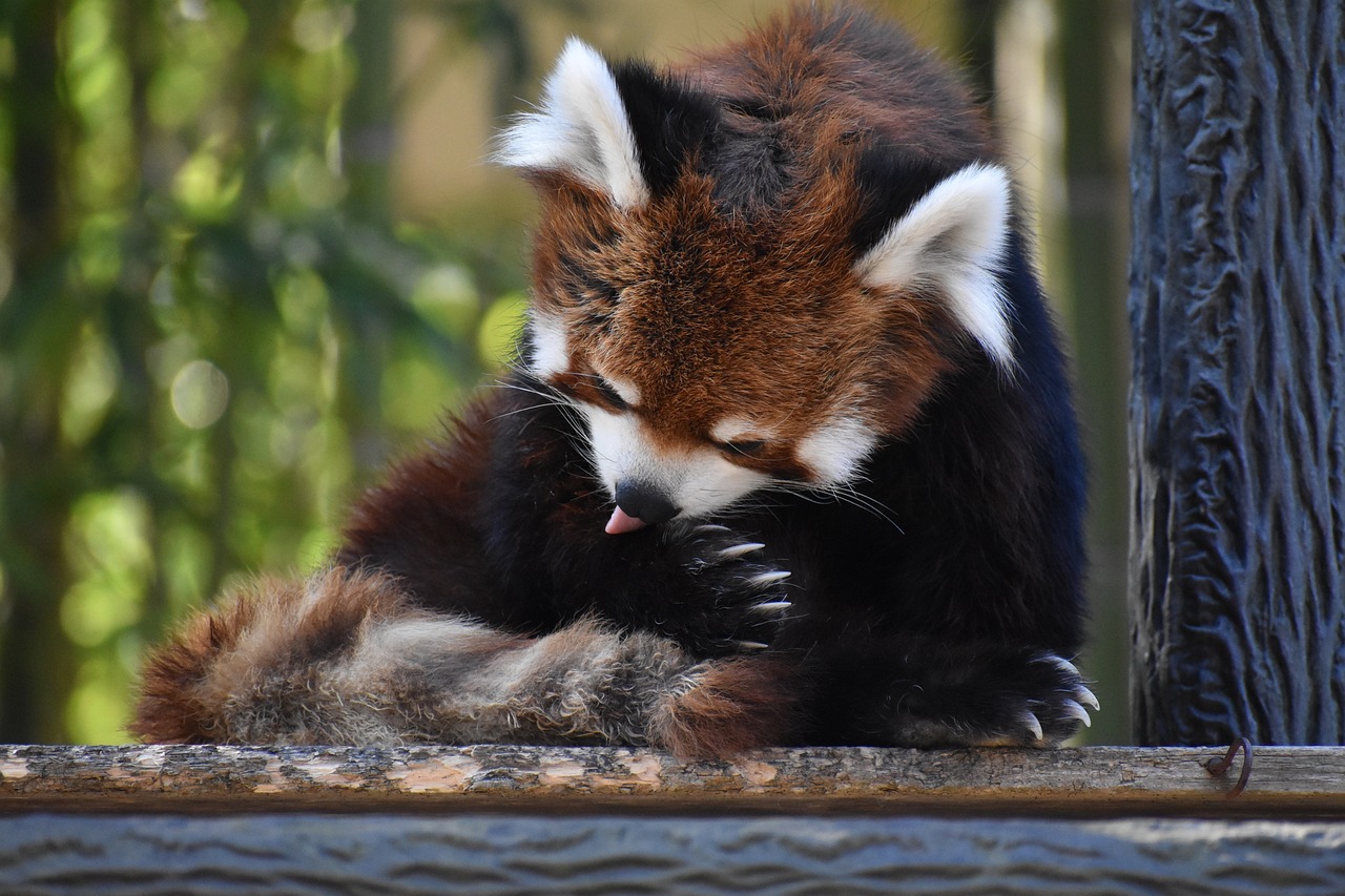 How to Use Grooming as a Form of Playtime